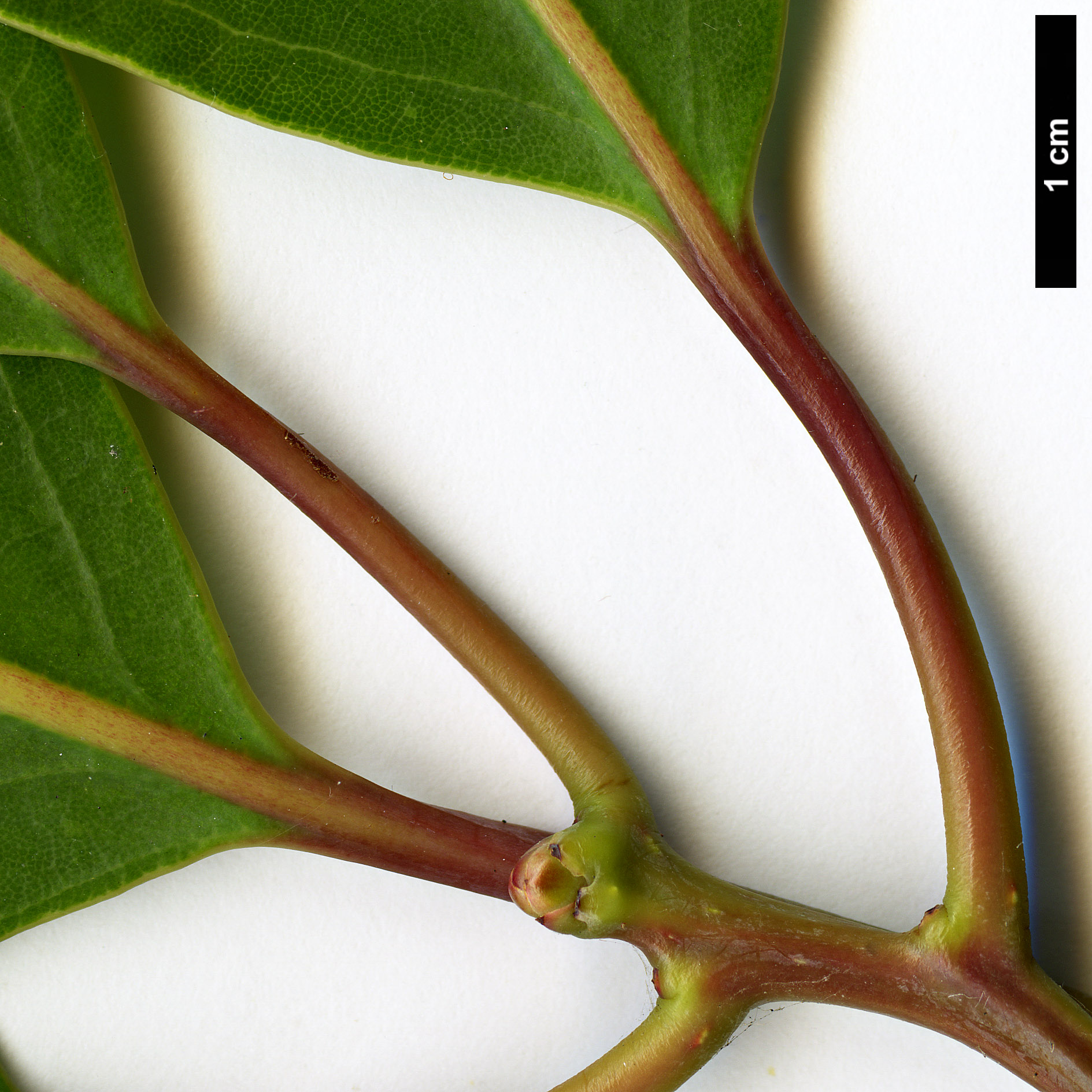 High resolution image: Family: Lauraceae - Genus: Alseodaphne - Taxon: cfr. utillis High resolution image: Family: Lauraceae - Genus: Alseodaphne - Taxon: cfr. utillis